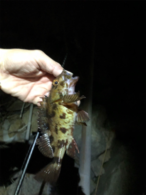 久しぶりな釣り