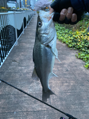 単発も釣果は続く