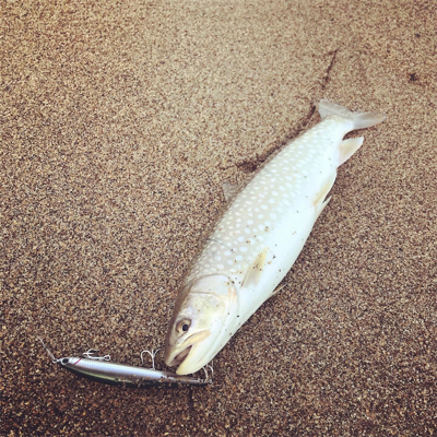 北海道後志でのショアサクラマス釣行