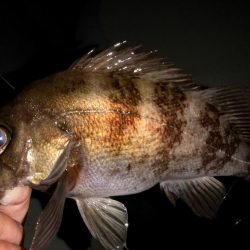 小魚食べてました