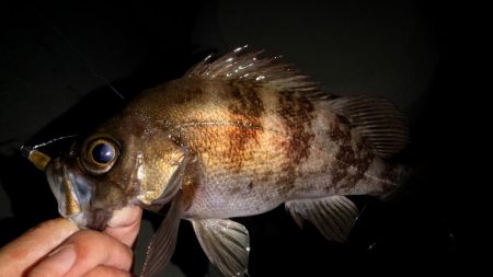 小魚食べてました