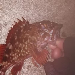 根魚