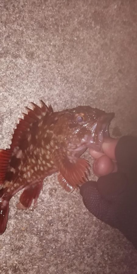 根魚