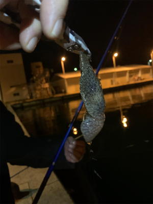 淡輪漁港で餌釣り