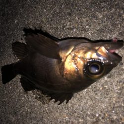 メバルの数釣り