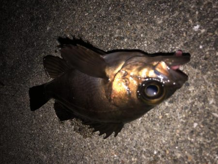 メバルの数釣り