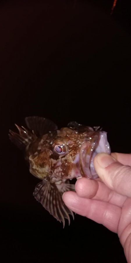 根魚