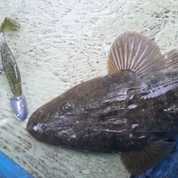 さわ浦丸 釣果