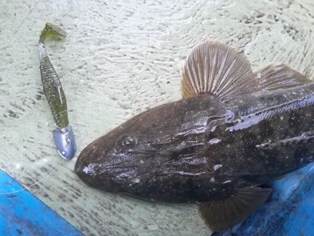 さわ浦丸 釣果