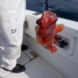 開進丸 釣果