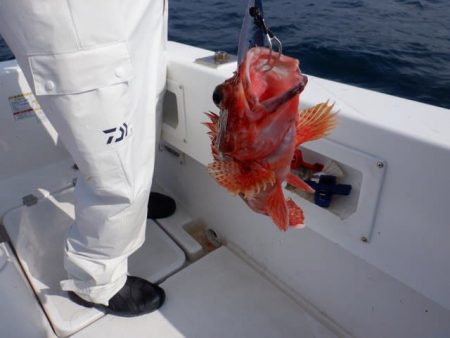 開進丸 釣果