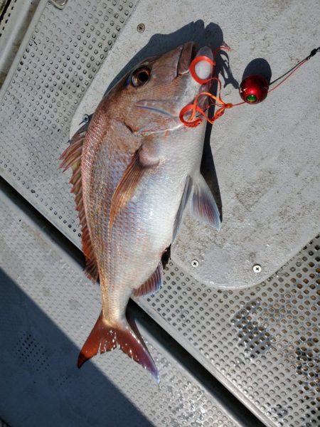 珀宝丸 釣果