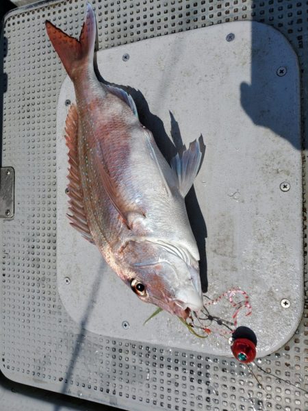 珀宝丸 釣果