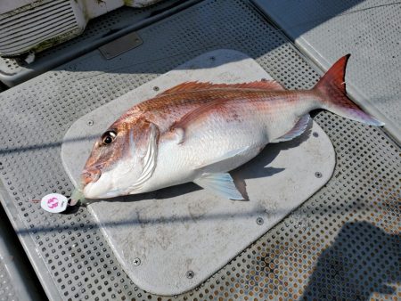 珀宝丸 釣果