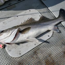 珀宝丸 釣果