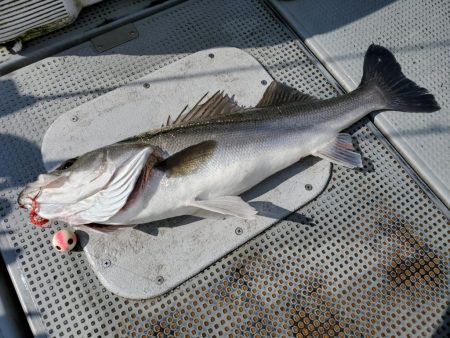 珀宝丸 釣果