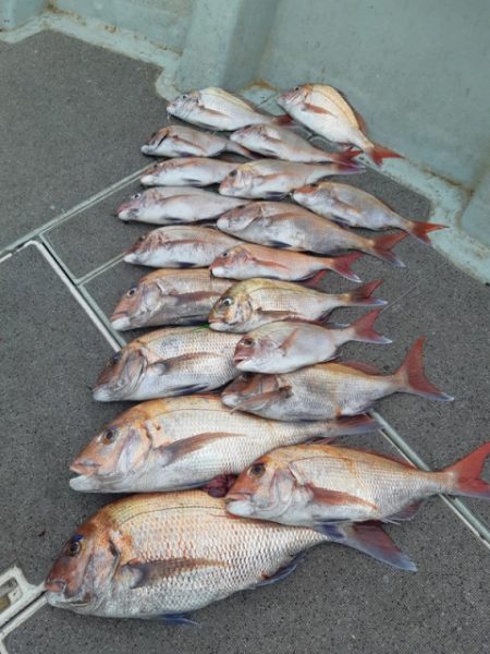 飛燕さくら丸 釣果