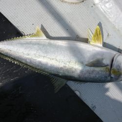 海龍丸（福岡） 釣果