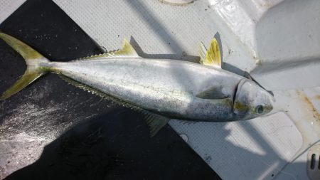 海龍丸（福岡） 釣果