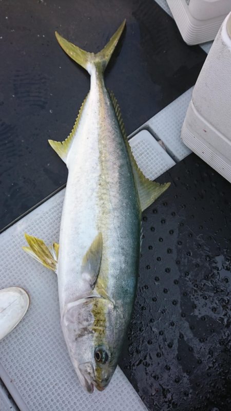 海龍丸（福岡） 釣果