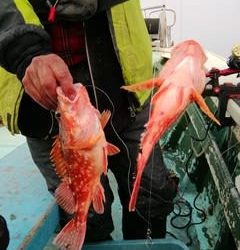 松福丸 釣果