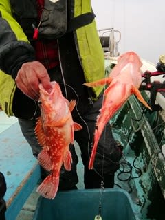 松福丸 釣果