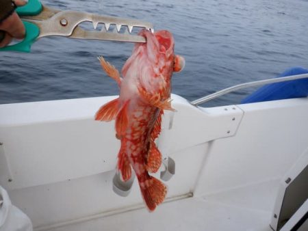 開進丸 釣果