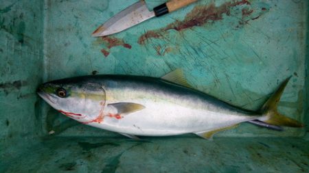 弘福丸 釣果