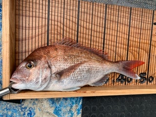 幸吉丸 釣果