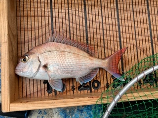 幸吉丸 釣果