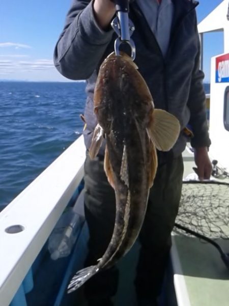 さわ浦丸 釣果