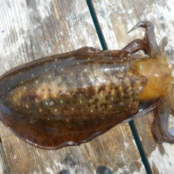 こかわ渡船　雅丸 釣果