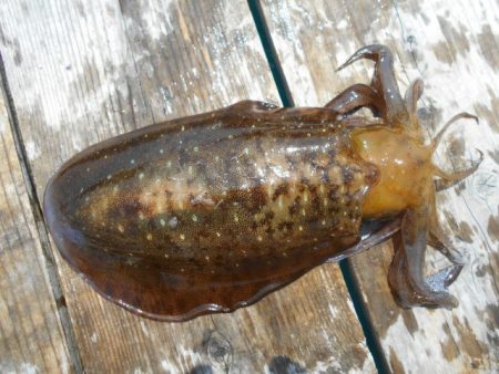 こかわ渡船　雅丸 釣果