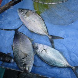 海正丸 釣果