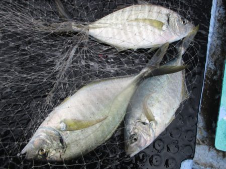 海正丸 釣果