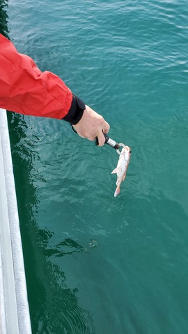 遊漁船　ニライカナイ 釣果