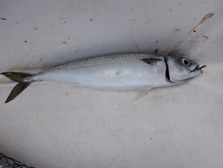 開進丸 釣果