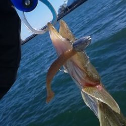 さわ浦丸 釣果