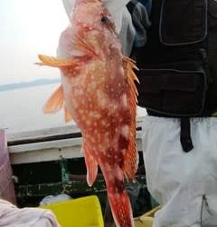 松福丸 釣果