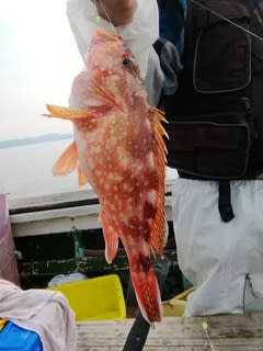 松福丸 釣果