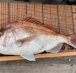 幸吉丸 釣果