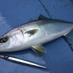 松鶴丸 釣果