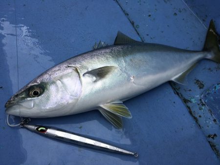 松鶴丸 釣果