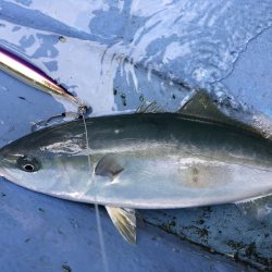 松鶴丸 釣果