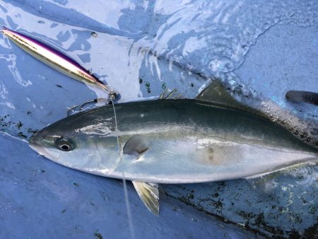 松鶴丸 釣果