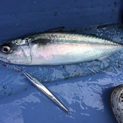 松鶴丸 釣果