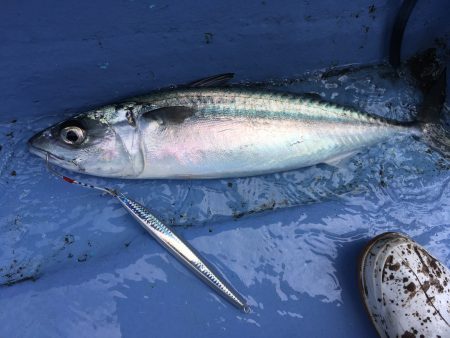 松鶴丸 釣果