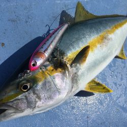 松鶴丸 釣果