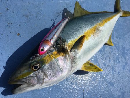 松鶴丸 釣果