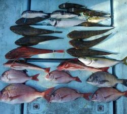 東京湾探釣隊ぼっち 釣果